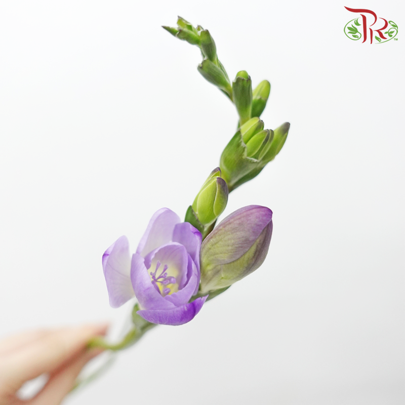 Freesia - Purple (10 Stems)-Netherland-prflorist.com.my
