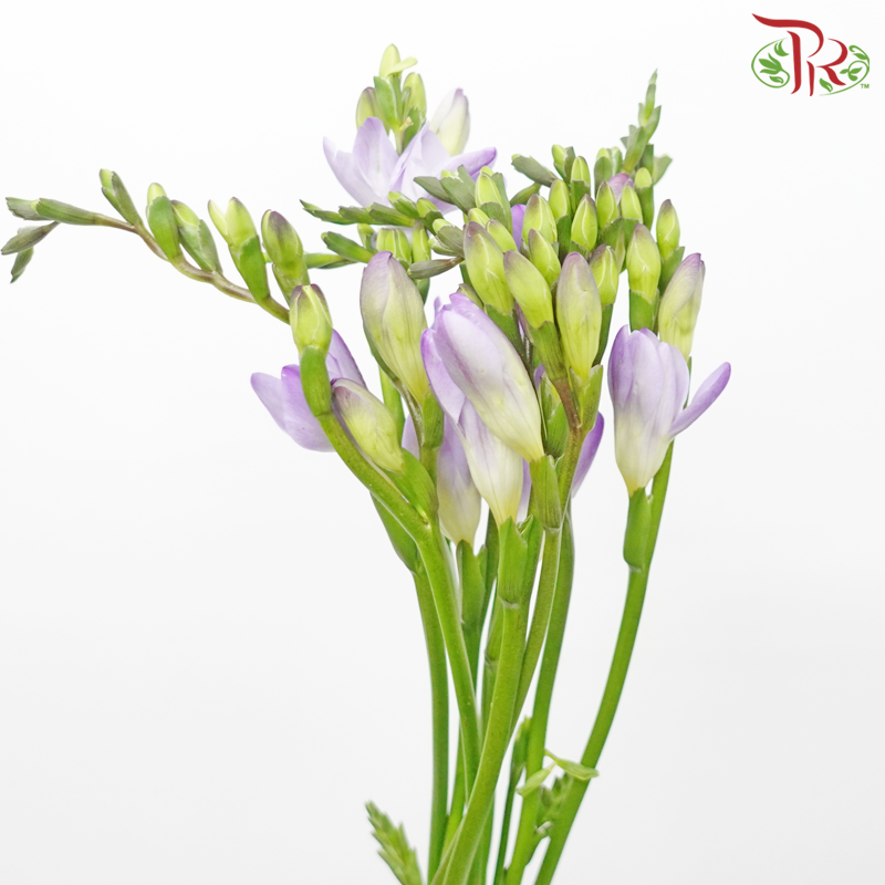 Freesia - Purple (10 Stems)-Netherland-prflorist.com.my