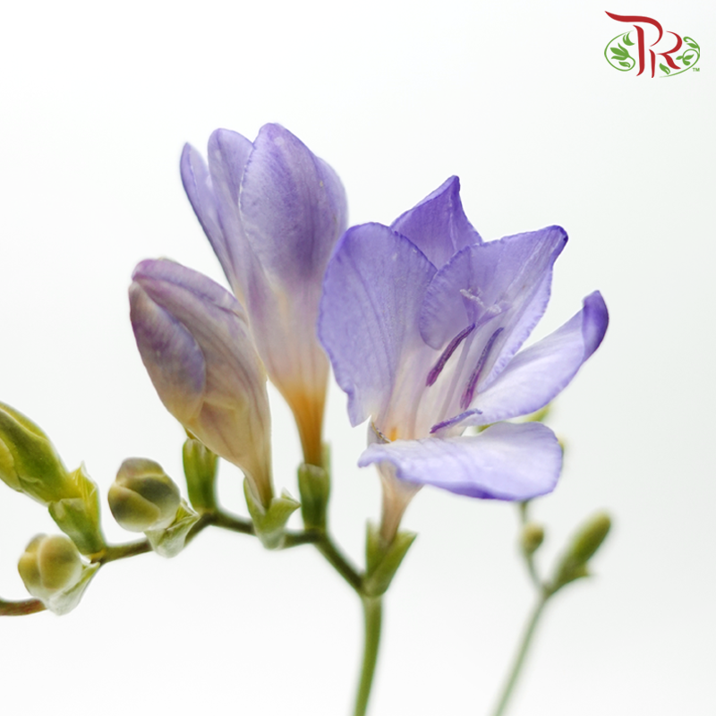 Freesia - Purple (10 Stems)-Purple-China-prflorist.com.my