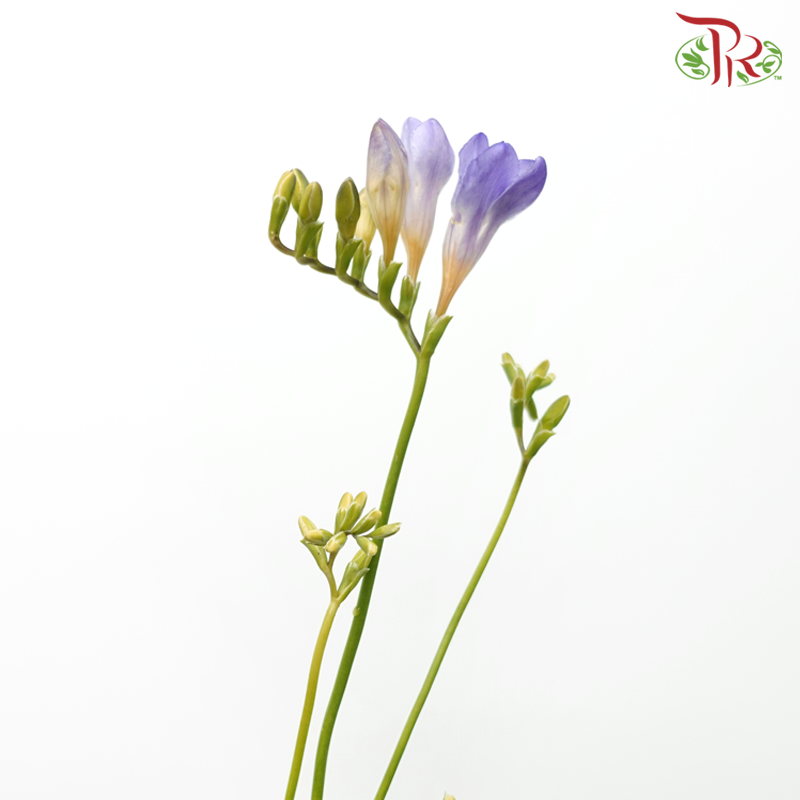Freesia - Purple (10 Stems)-Purple-China-prflorist.com.my