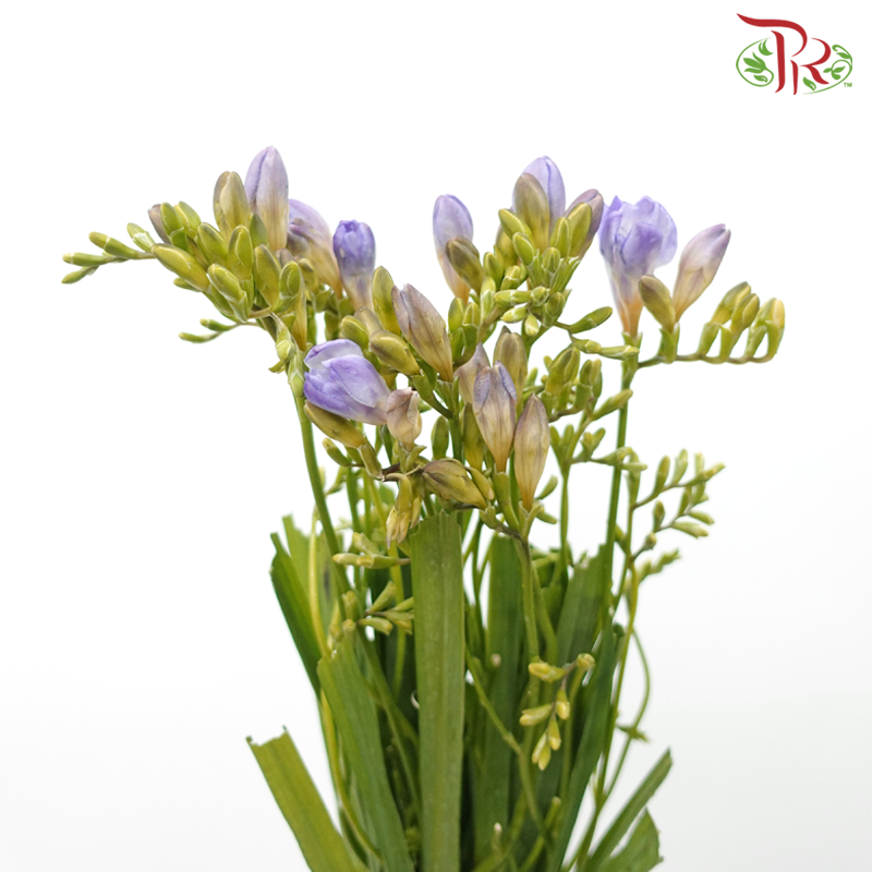 Freesia - Purple (10 Stems)-Purple-China-prflorist.com.my