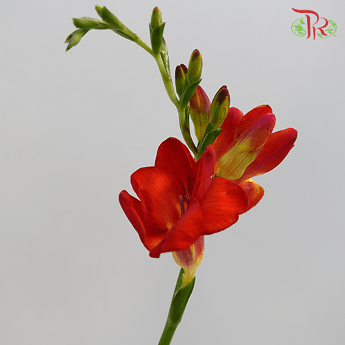 Freesia - Red (10 Stems)-Red-China-prflorist.com.my
