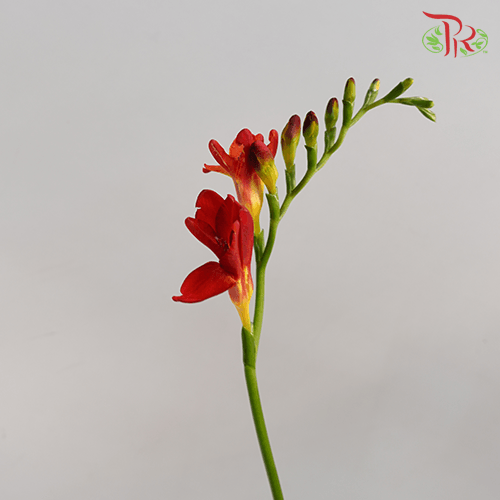 Freesia - Red (10 Stems)-Red-China-prflorist.com.my
