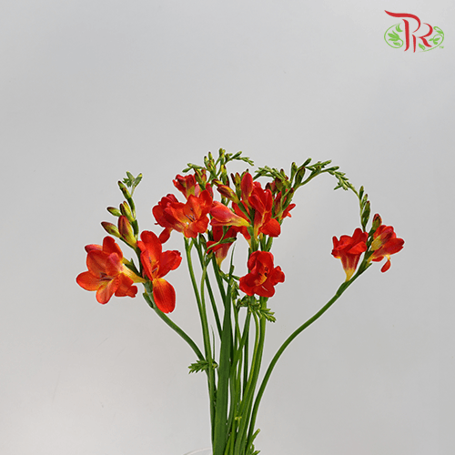 Freesia - Red (10 Stems)-Red-China-prflorist.com.my