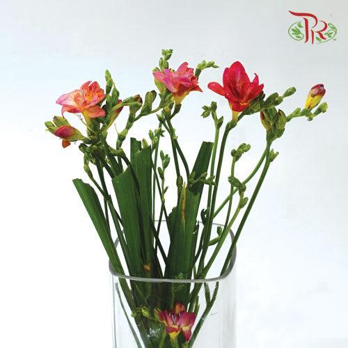 Freesia - Tone Red (5 Stems)-Red-Netherland-prflorist.com.my