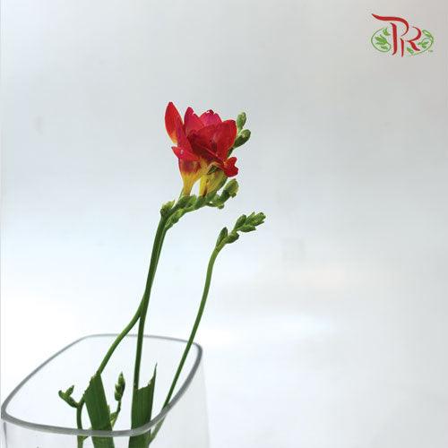 Freesia - Tone Red (5 Stems)-Red-Netherland-prflorist.com.my