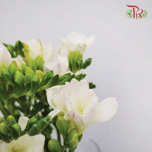Freesia - White (10 Stems)-White-China-prflorist.com.my