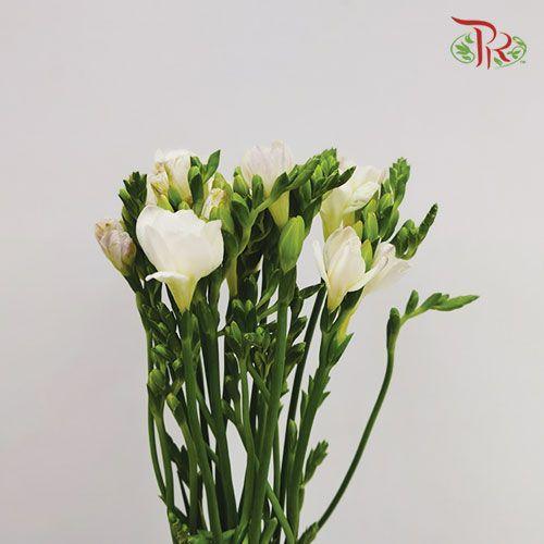 Freesia - White (10 Stems)-White-China-prflorist.com.my