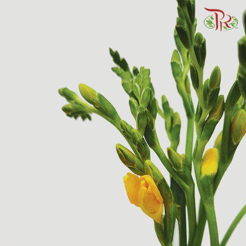Freesia - Yellow (10 Stems)-Yellow-China-prflorist.com.my