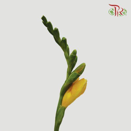 Freesia - Yellow (10 Stems)-Yellow-China-prflorist.com.my