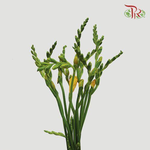 Freesia - Yellow (10 Stems)-Yellow-China-prflorist.com.my