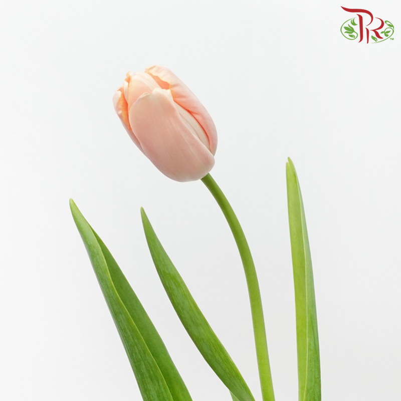 French Tulip (5 Stems)-Apricot-Import-prflorist.com.my