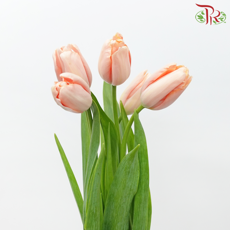 French Tulip (5 Stems)-Apricot-Import-prflorist.com.my