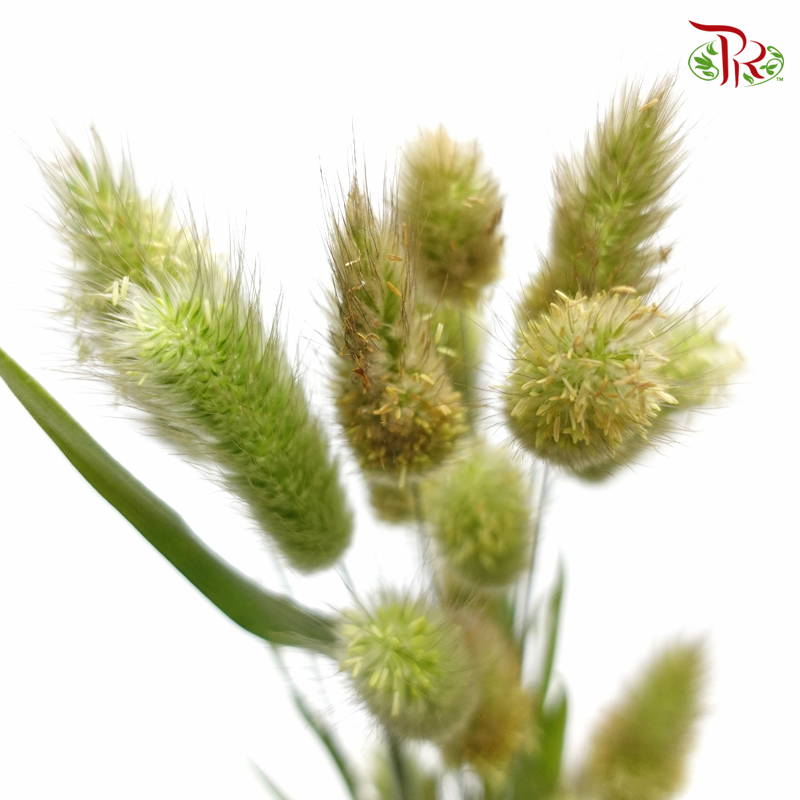 Fresh Bunny Tail / Rabbit Tail - (Per Bunch)-China-prflorist.com.my