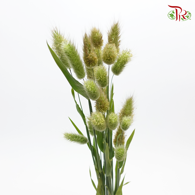 Fresh Bunny Tail / Rabbit Tail - (Per Bunch)-China-prflorist.com.my