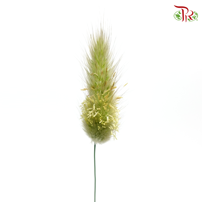 Fresh Bunny Tail / Rabbit Tail - (Per Bunch)-China-prflorist.com.my