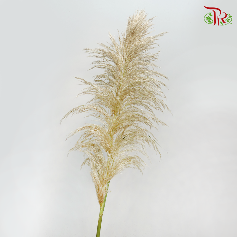 Fresh Pampas (2 Stems)-Import-prflorist.com.my
