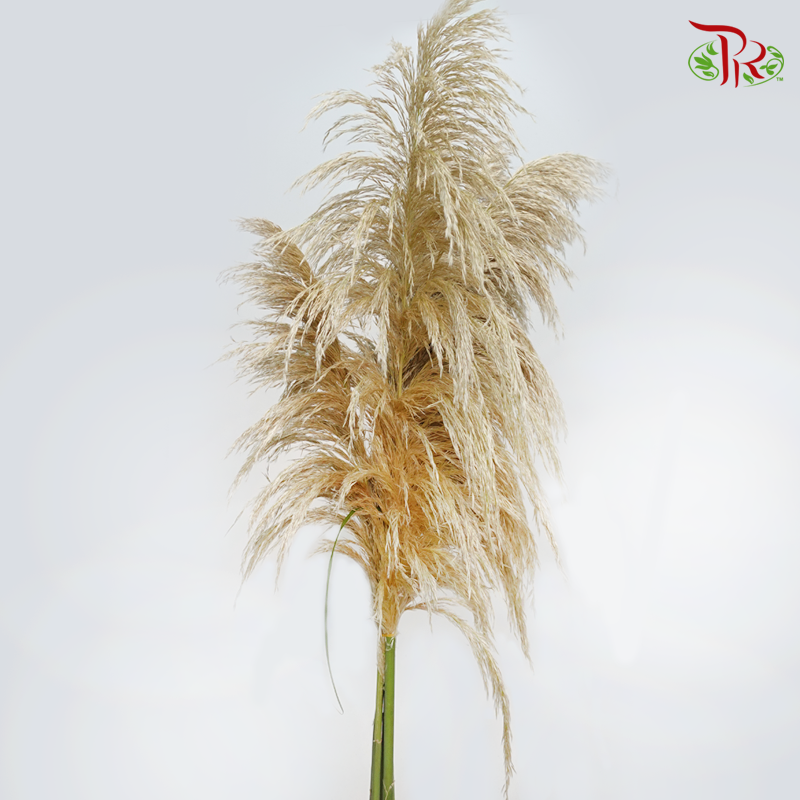 Fresh Pampas - (5 Stems)-China-prflorist.com.my