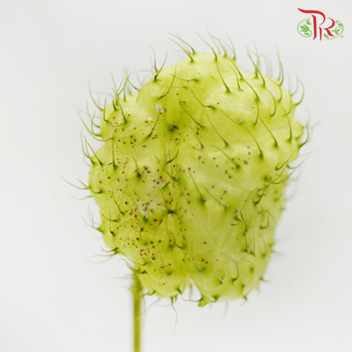 Fruit Casa-Malaysia-prflorist.com.my