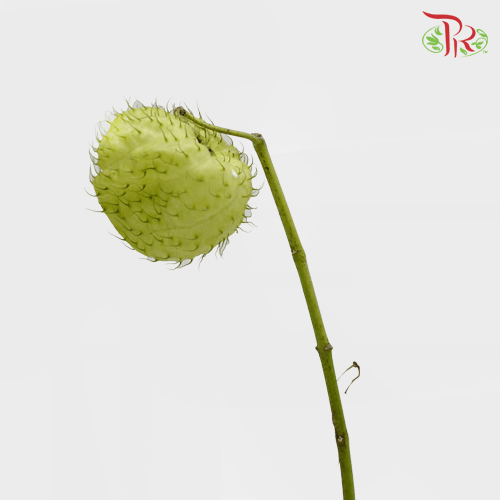 Fruit Casa-Malaysia-prflorist.com.my