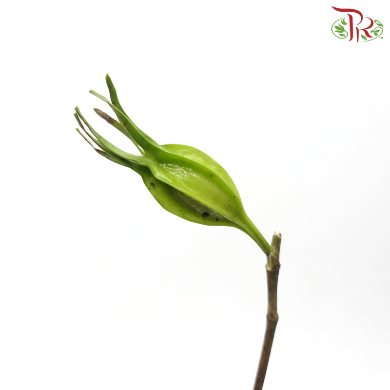 Fruit of Gardenia - (Per Bunch)-China-prflorist.com.my