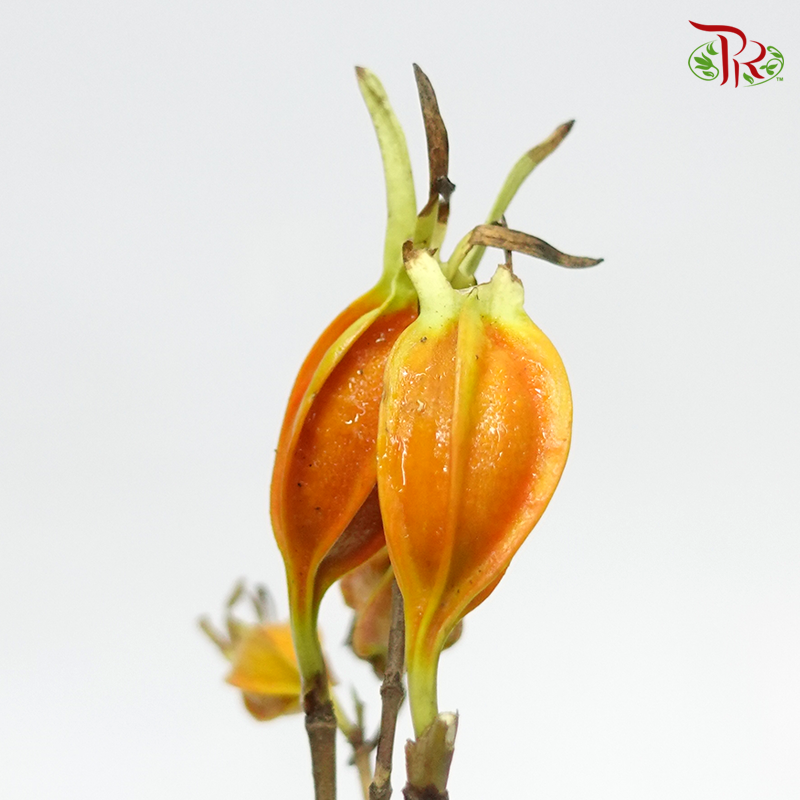 Fruit Of Gardenia - (Per Bunch)-China-prflorist.com.my