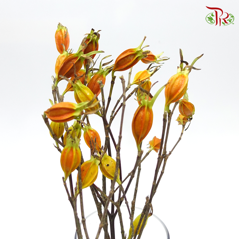 Fruit Of Gardenia - (Per Bunch)-China-prflorist.com.my