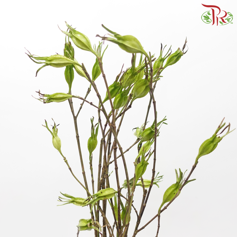 Fruit of Gardenia - (Per Bunch)-China-prflorist.com.my