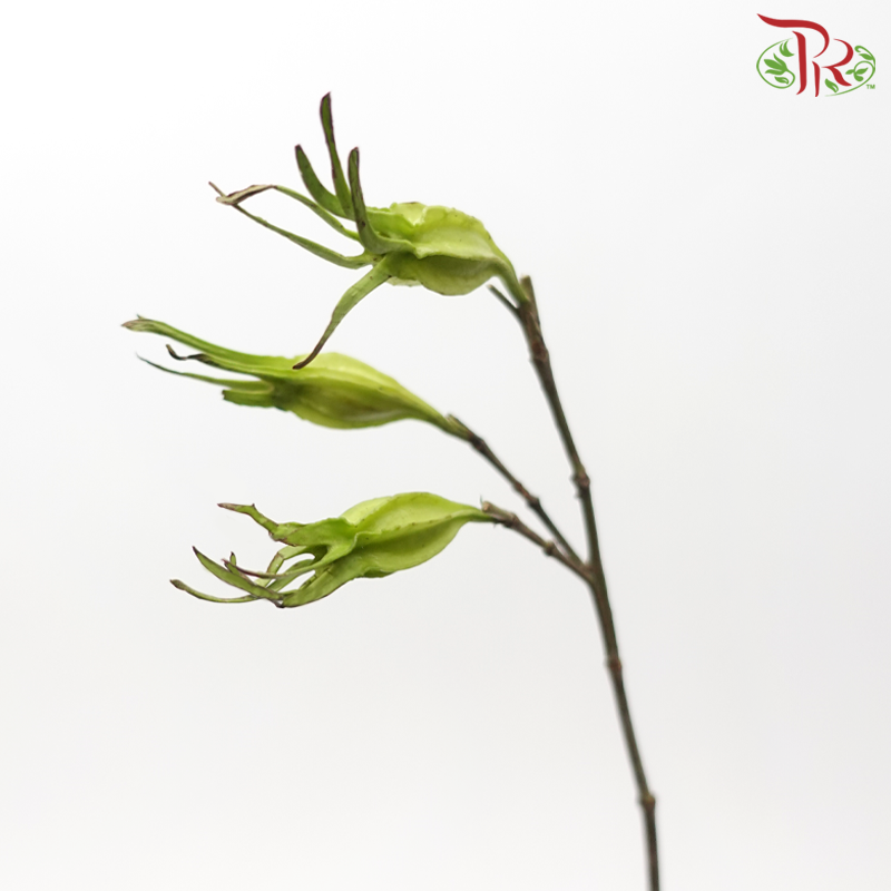 Fruit of Gardenia - (Per Bunch)-China-prflorist.com.my