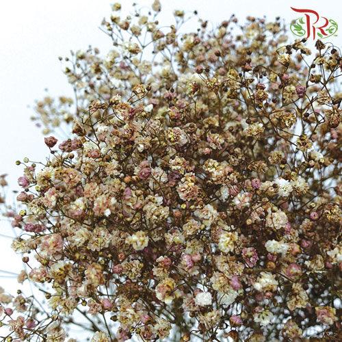 F'Sani Baby's Breath Dyed - Brown (10 Stems)-Brown-Ecd-prflorist.com.my