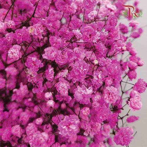 F'Sani Baby's Breath Dyed - Cherry Pink (10 Stems)-Cherry Pink-Ecd-prflorist.com.my