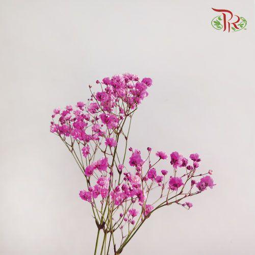 F'Sani Baby's Breath Dyed - Cherry Pink (10 Stems)-Cherry Pink-Ecd-prflorist.com.my