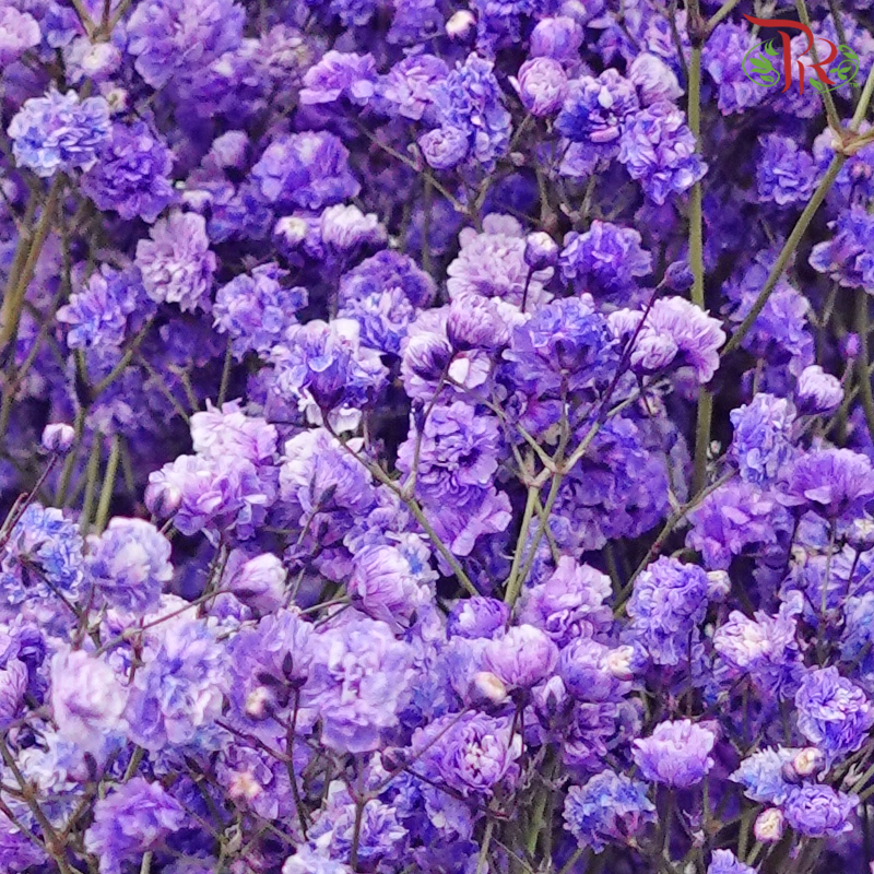 F'Sani Baby's Breath Dyed - Dark Purple (10 Stems)-Dark Purple-Ecd-prflorist.com.my