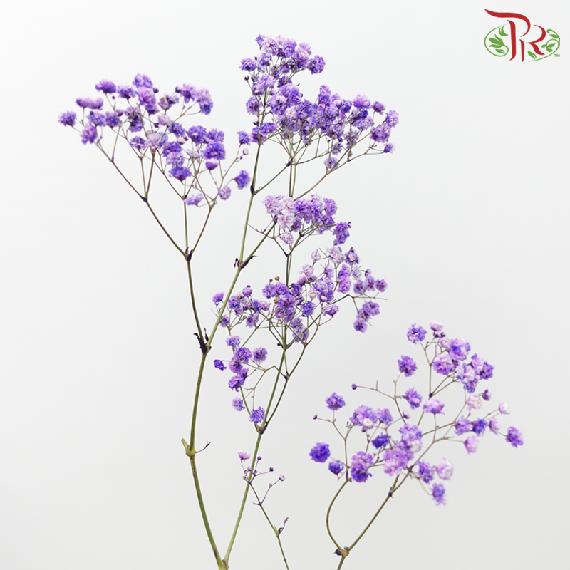 F'Sani Baby's Breath Dyed - Dark Purple (10 Stems)-Dark Purple-Ecd-prflorist.com.my