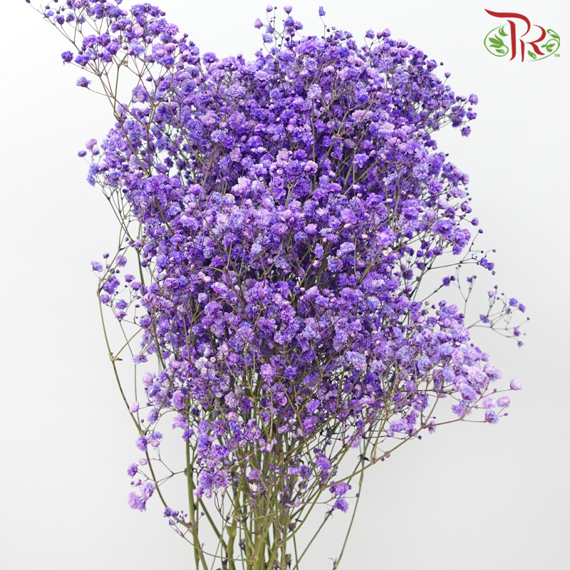 F'Sani Baby's Breath Dyed - Dark Purple (10 Stems)-Dark Purple-Ecd-prflorist.com.my