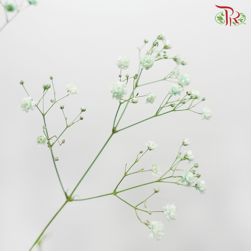 F'Sani Baby's Breath Dyed - Green (10 Stems)-Green-Ecd-prflorist.com.my