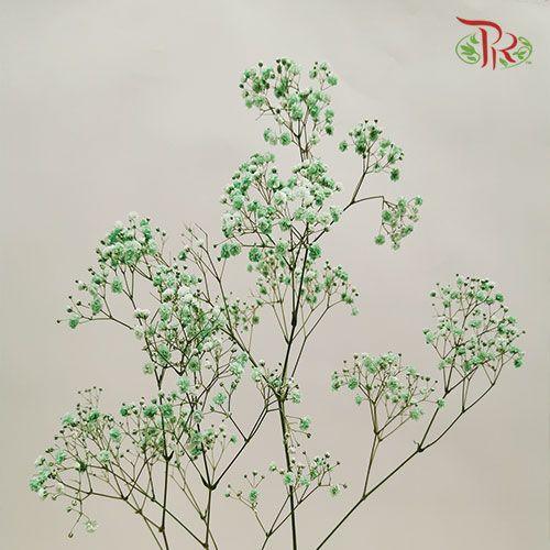 F'Sani Baby's Breath Dyed - Green (10 Stems)-Green-Ecd-prflorist.com.my