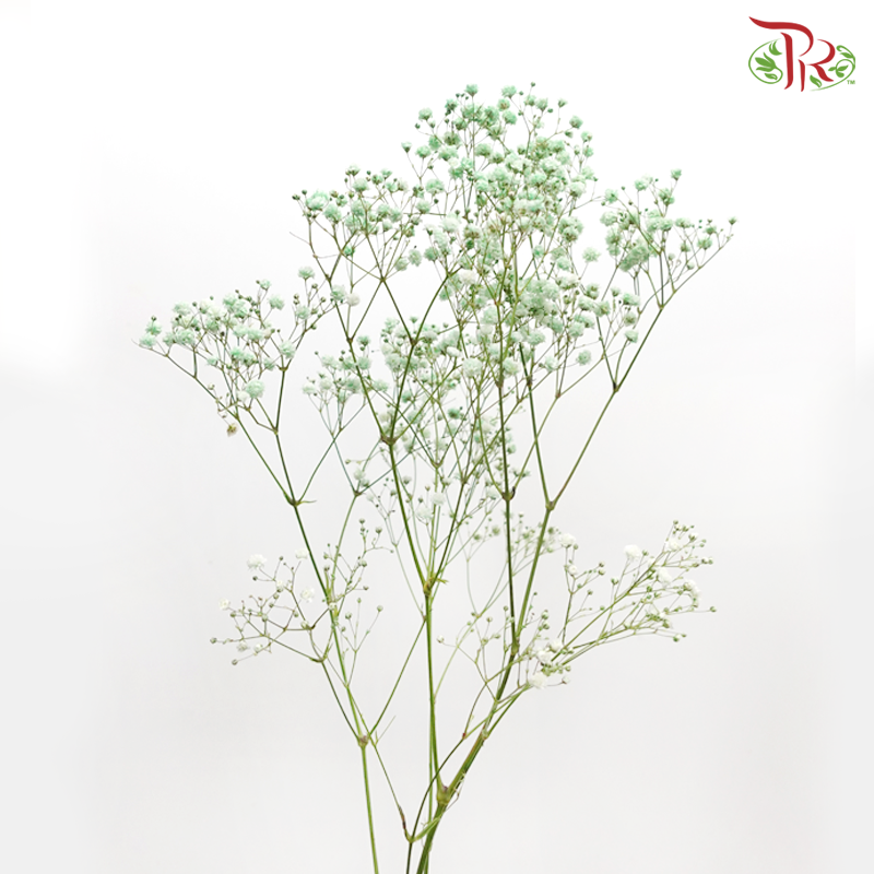 F'Sani Baby's Breath Dyed - Green (10 Stems)-Green-Ecd-prflorist.com.my