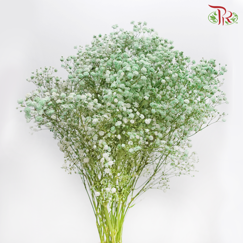 F'Sani Baby's Breath Dyed - Green (10 Stems)-Green-Ecd-prflorist.com.my