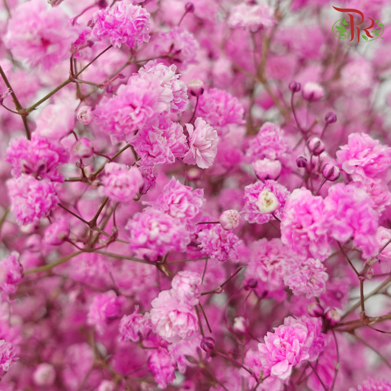 F'Sani Baby's Breath Dyed - Pink (10 Stems)-Pink-Ecd-prflorist.com.my