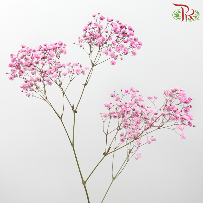F'Sani Baby's Breath Dyed - Pink (10 Stems)-Pink-Ecd-prflorist.com.my