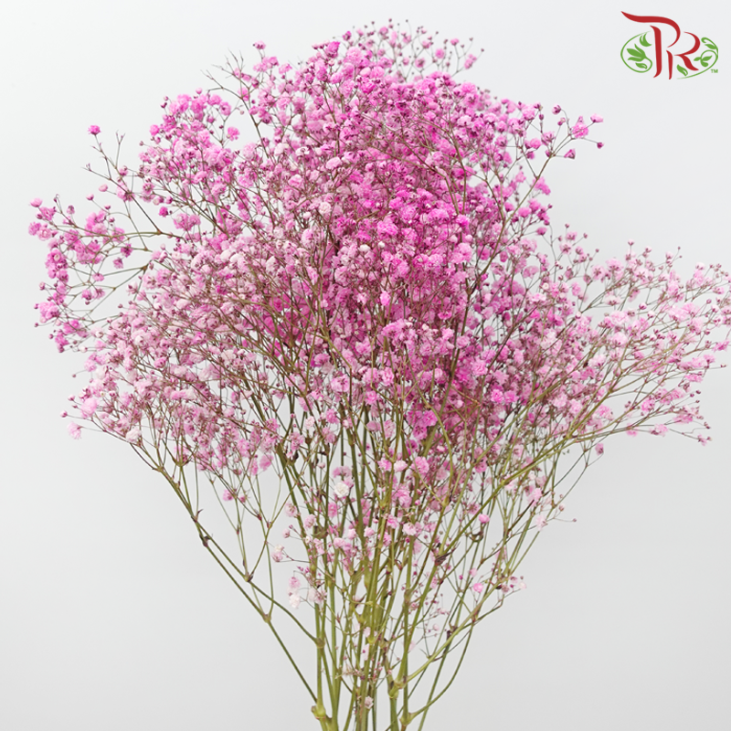 F'Sani Baby's Breath Dyed - Pink (10 Stems)-Pink-Ecd-prflorist.com.my