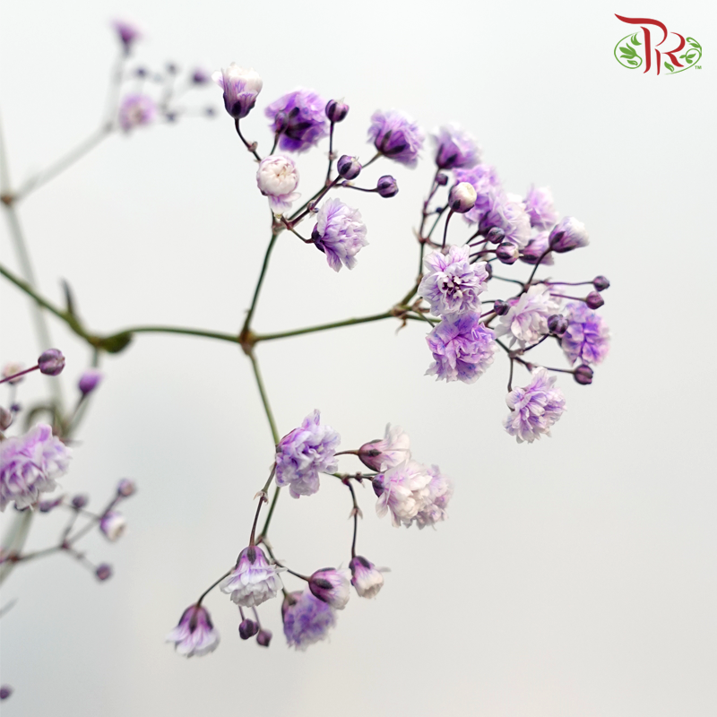 F'Sani Baby's Breath Dyed - Purple (10 Stems)-Purple-Ecd-prflorist.com.my