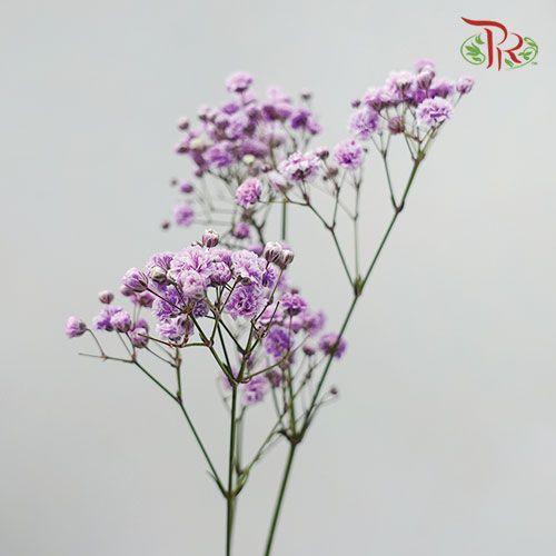 F'Sani Baby's Breath Dyed - Purple (10 Stems)-Purple-Ecd-prflorist.com.my