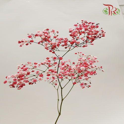 F'Sani Baby's Breath Dyed - Red (10 Stems)-Red-Ecd-prflorist.com.my