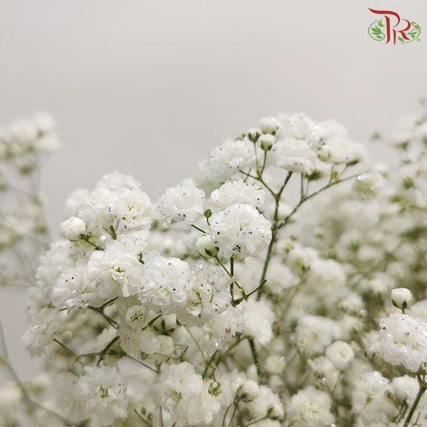 F'Sani Baby's Breath Dyed - Silver (10 Stems)-Silver-Ecd-prflorist.com.my