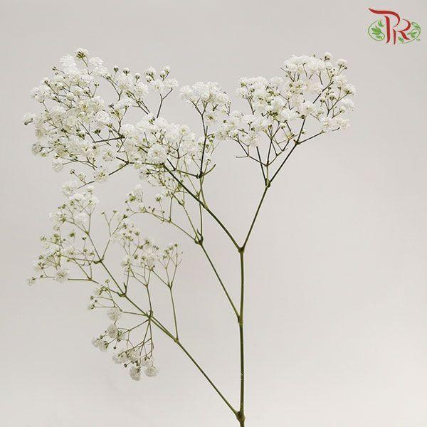 F'Sani Baby's Breath Dyed - Silver (10 Stems)-Silver-Ecd-prflorist.com.my