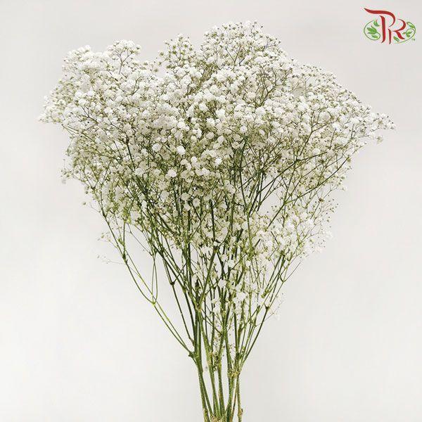 F'Sani Baby's Breath Dyed - Silver (10 Stems)-Silver-Ecd-prflorist.com.my
