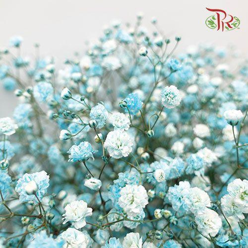 F'Sani Baby's Breath Dyed - Turquiose (10 Stems)-Turquiose-Ecd-prflorist.com.my