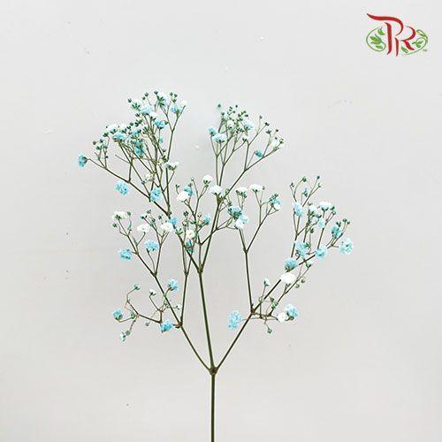 F'Sani Baby's Breath Dyed - Turquiose (10 Stems)-Turquiose-Ecd-prflorist.com.my